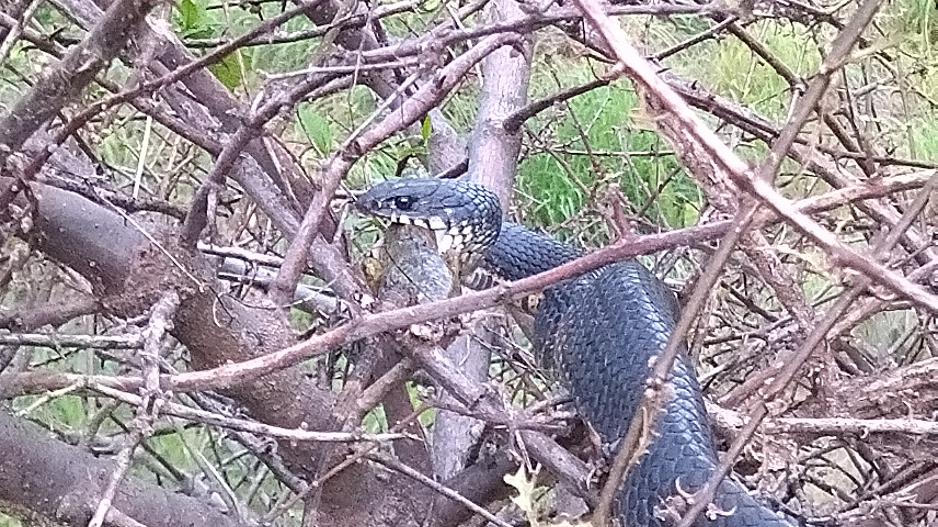 Drymarcon melanurus snacking